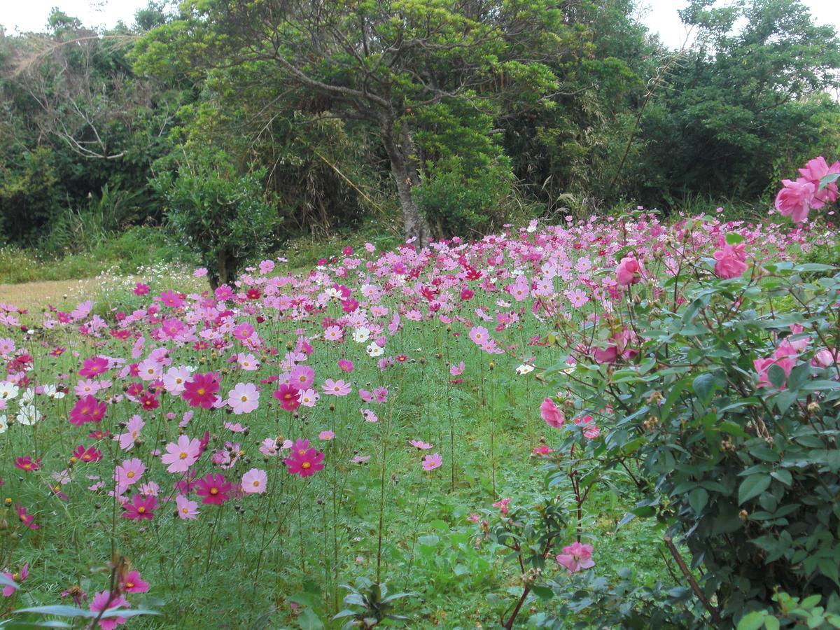 Matayoshi Coffee Farm Villa Higashi Buitenkant foto