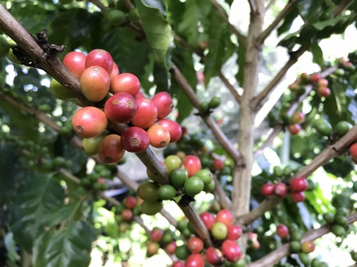 Matayoshi Coffee Farm Villa Higashi Buitenkant foto
