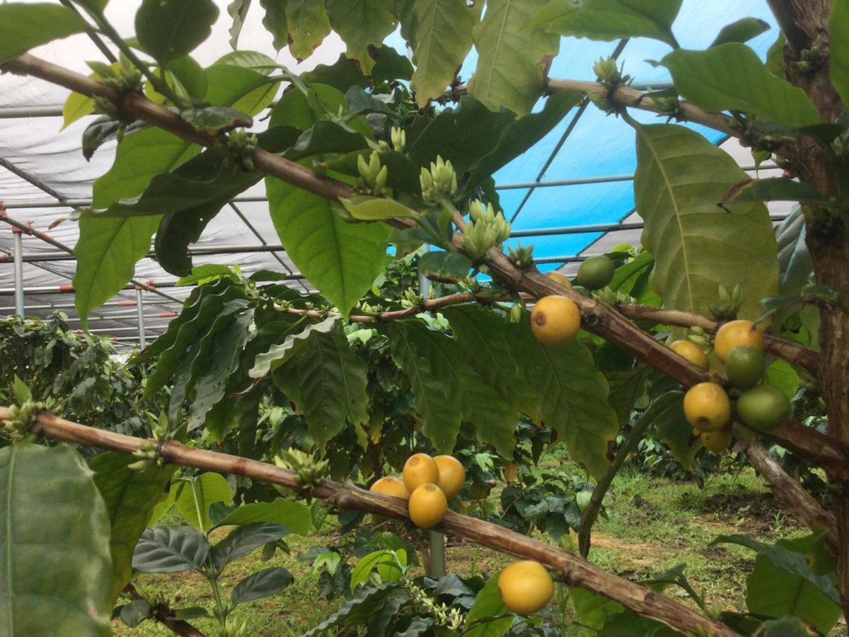 Matayoshi Coffee Farm Villa Higashi Buitenkant foto